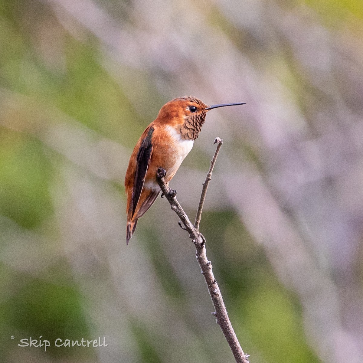 Rufous Hummingbird - ML295214191