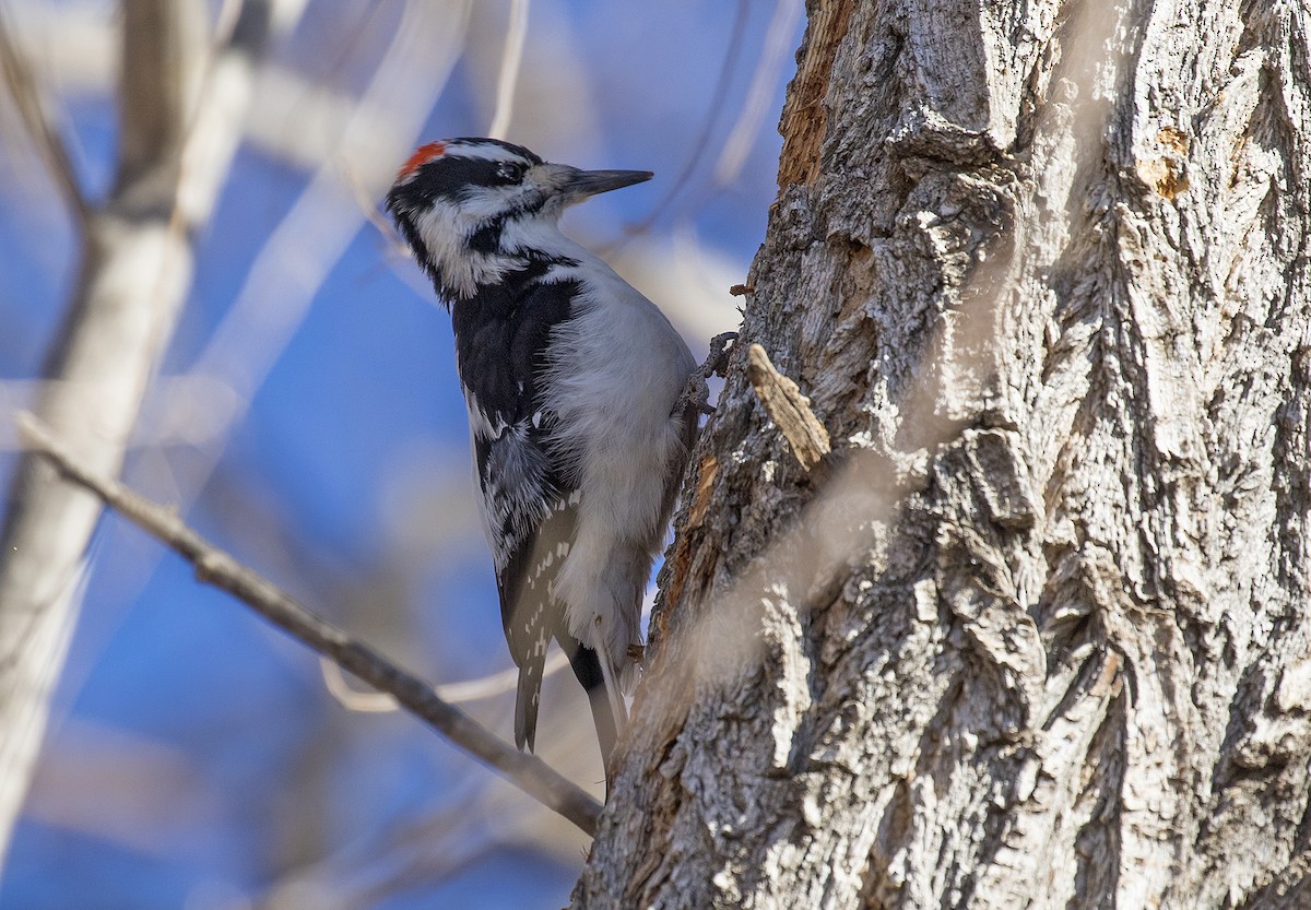 Hairy Woodpecker (Eastern) - ML295215611