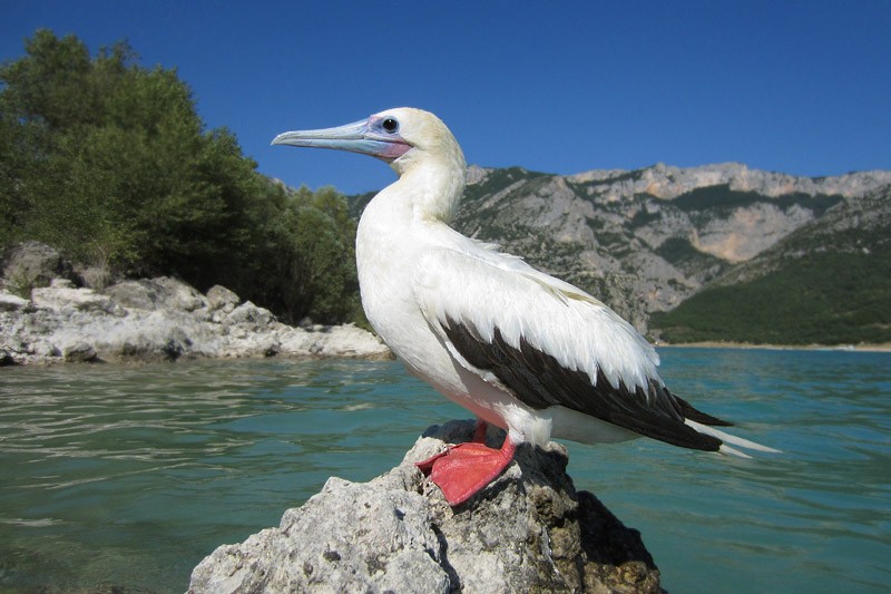 Red-footed Booby - ML295218011