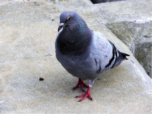 Rock Pigeon (Feral Pigeon) - ML295219521