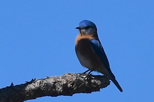 Eastern Bluebird - barbara segal