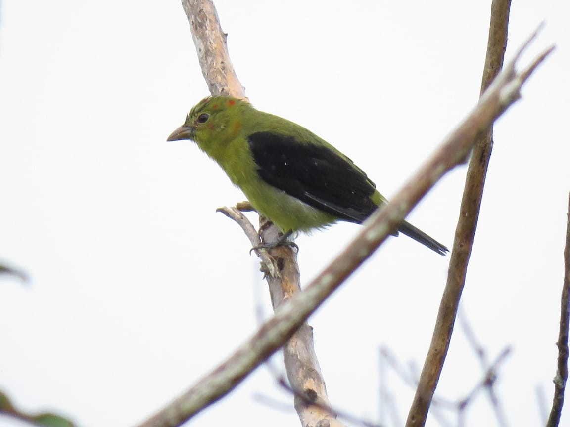 Scarlet Tanager - ML295220981