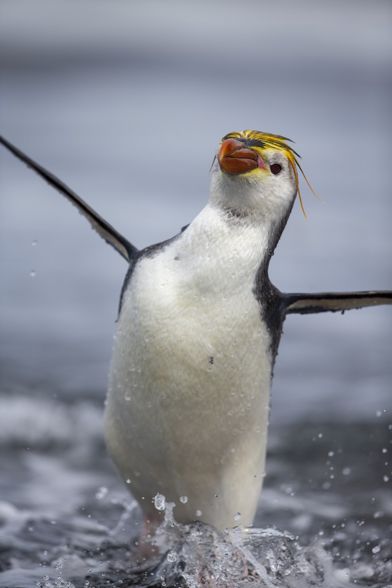 Ak Yüzlü Penguen - ML295221791