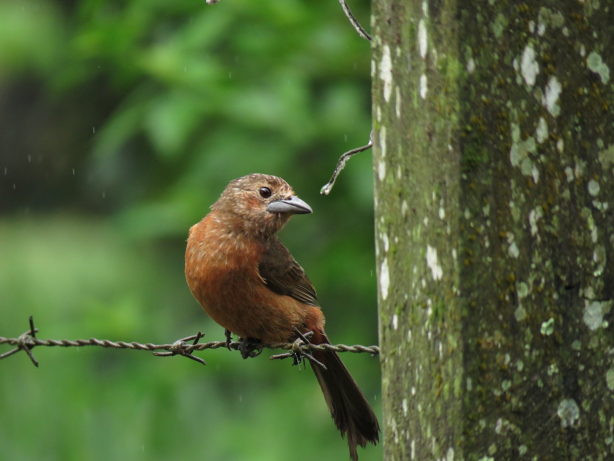 Silver-beaked Tanager - ML295225531