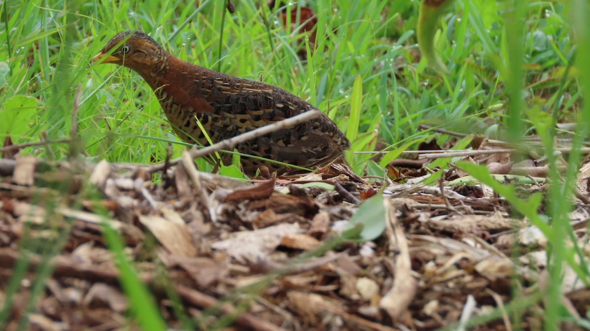 Red-backed Buttonquail - ML295226271