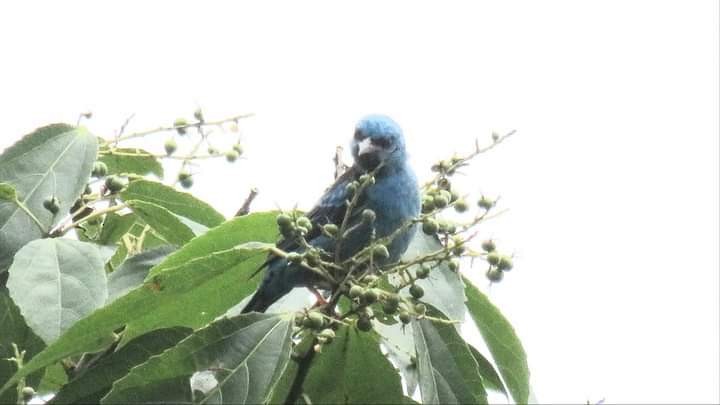 Blue Dacnis - Andres Paredes