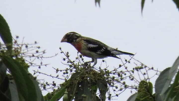 Rose-breasted Grosbeak - Andres Paredes