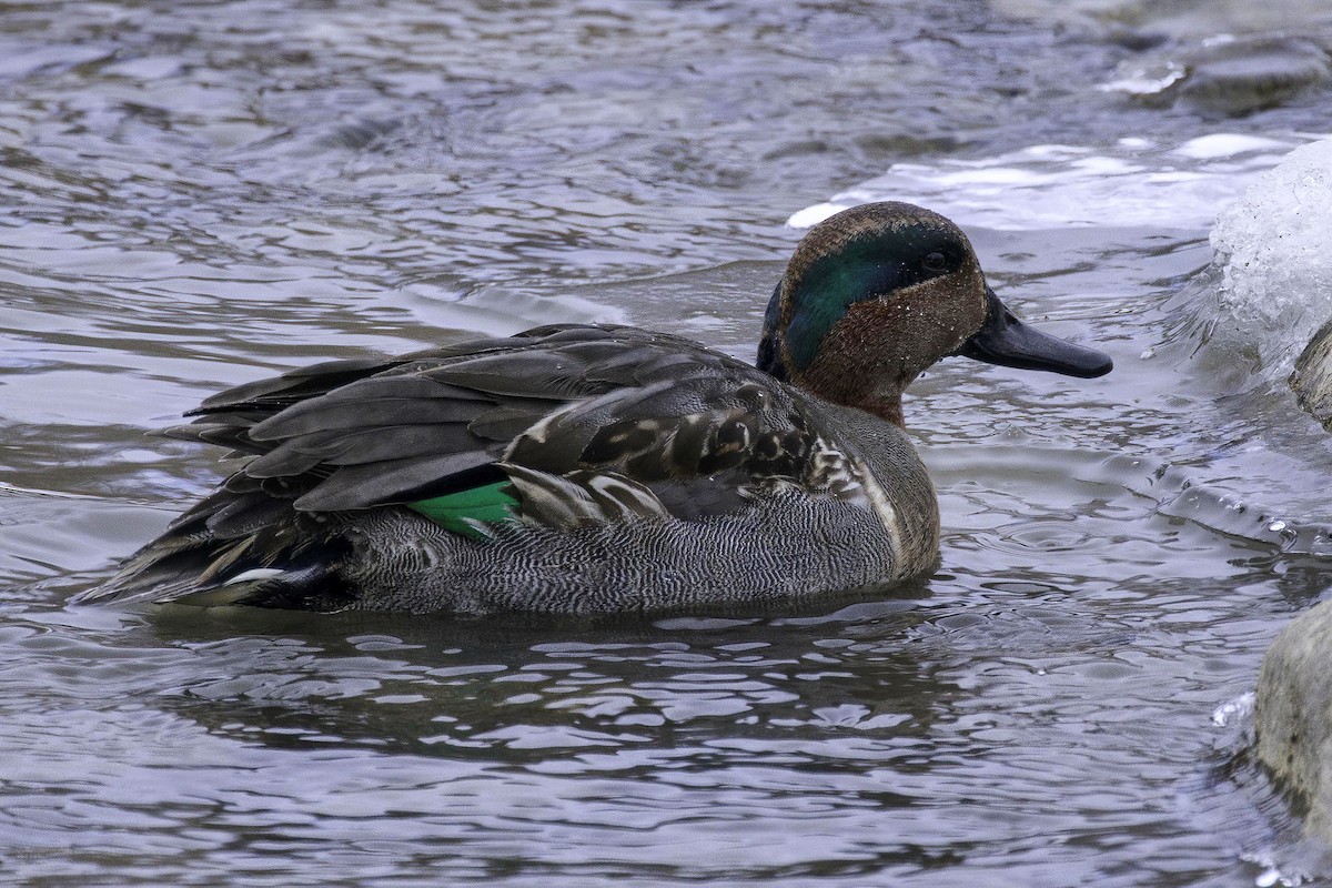 Green-winged Teal - ML295229271