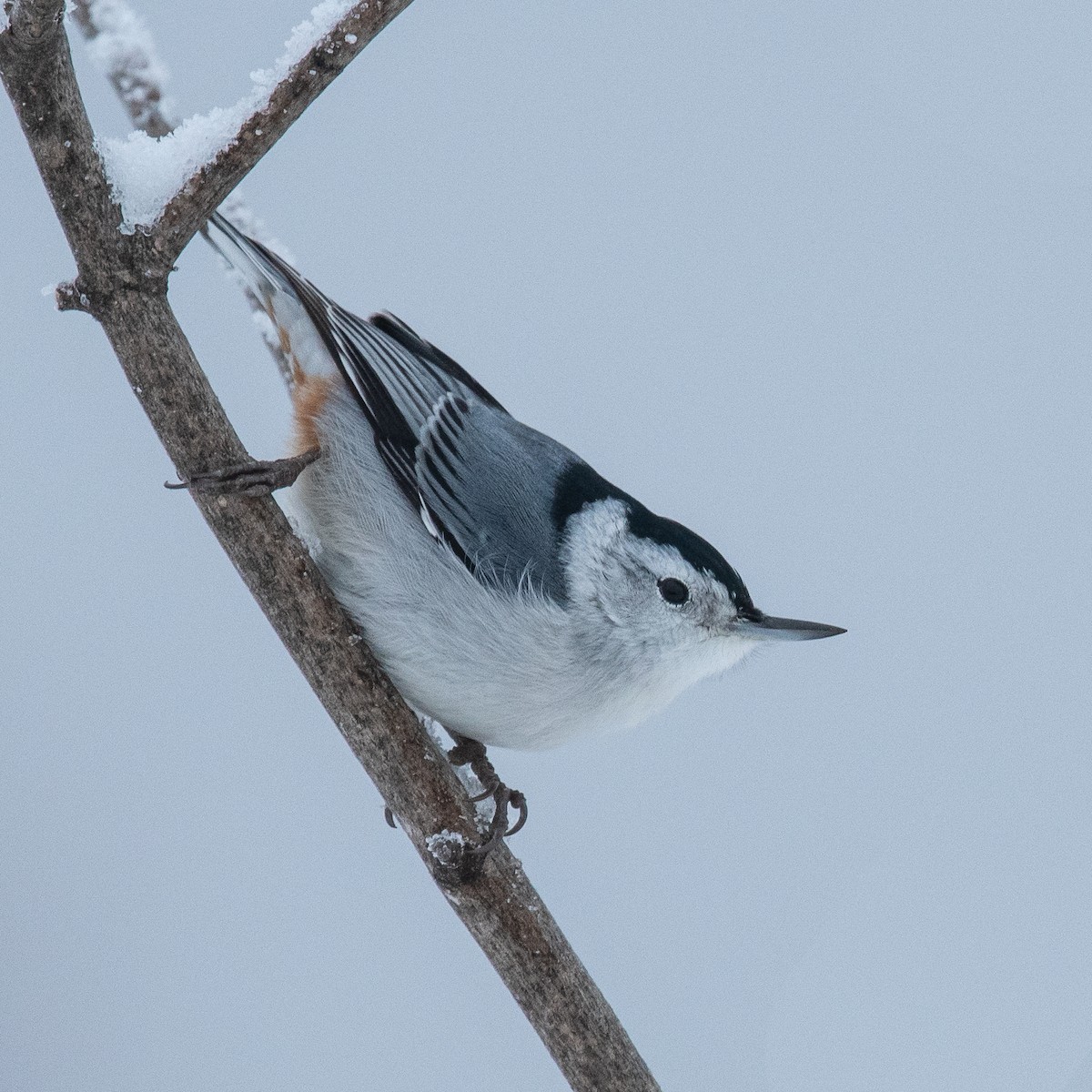 White-breasted Nuthatch - ML295229641