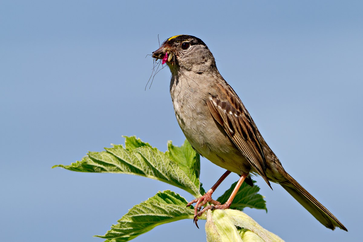 Golden-crowned Sparrow - ML295233051