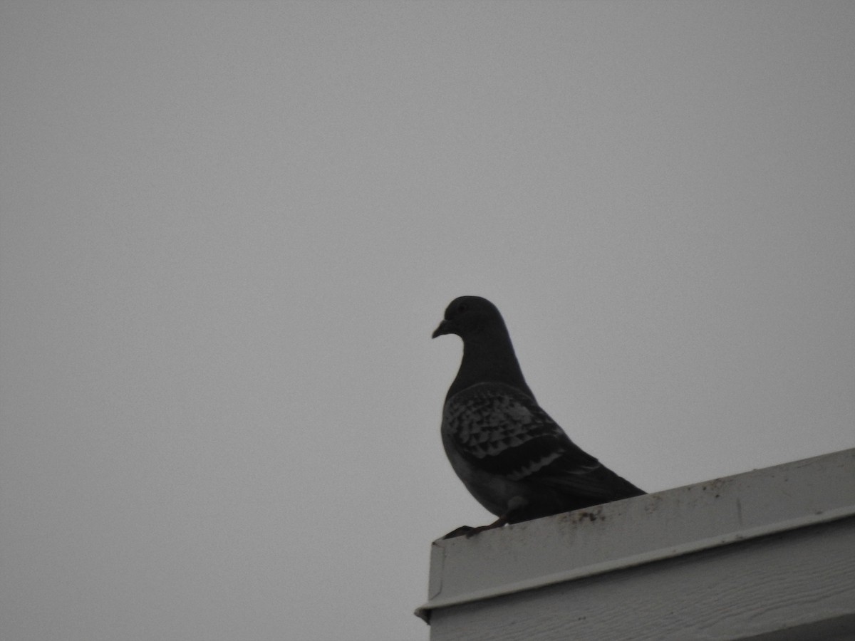 Rock Pigeon (Feral Pigeon) - ML295233531