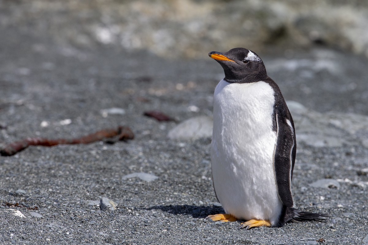 Gentoo Penguin - Michael Stubblefield