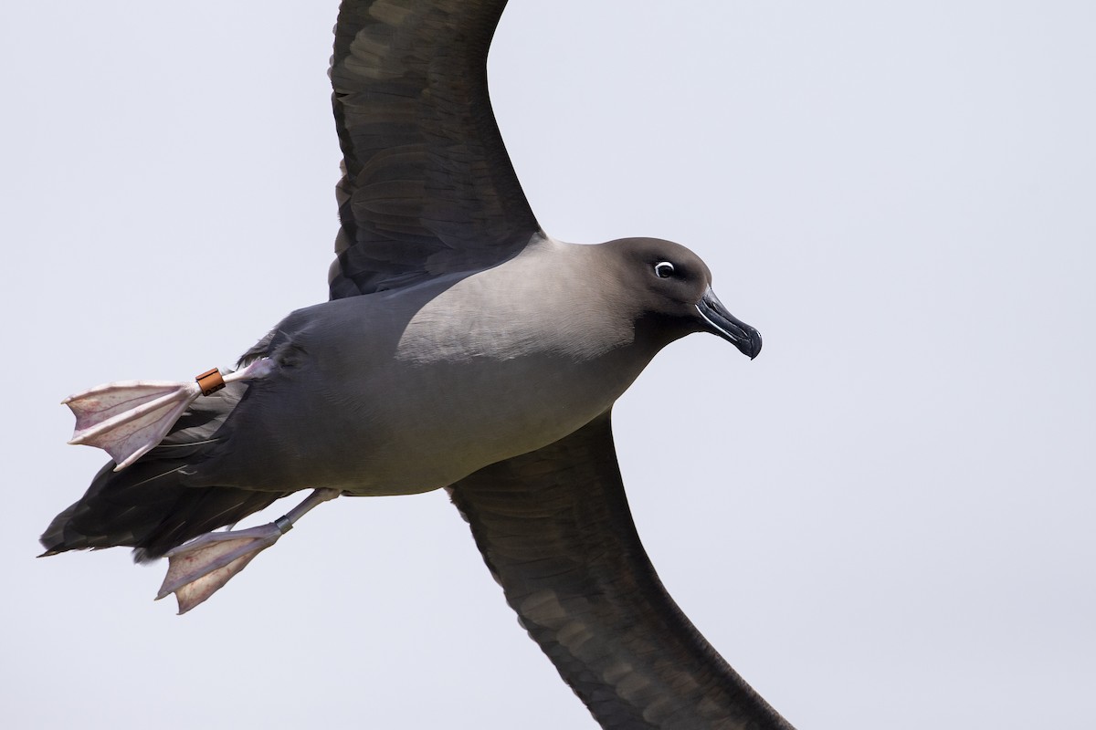 Light-mantled Albatross - Michael Stubblefield