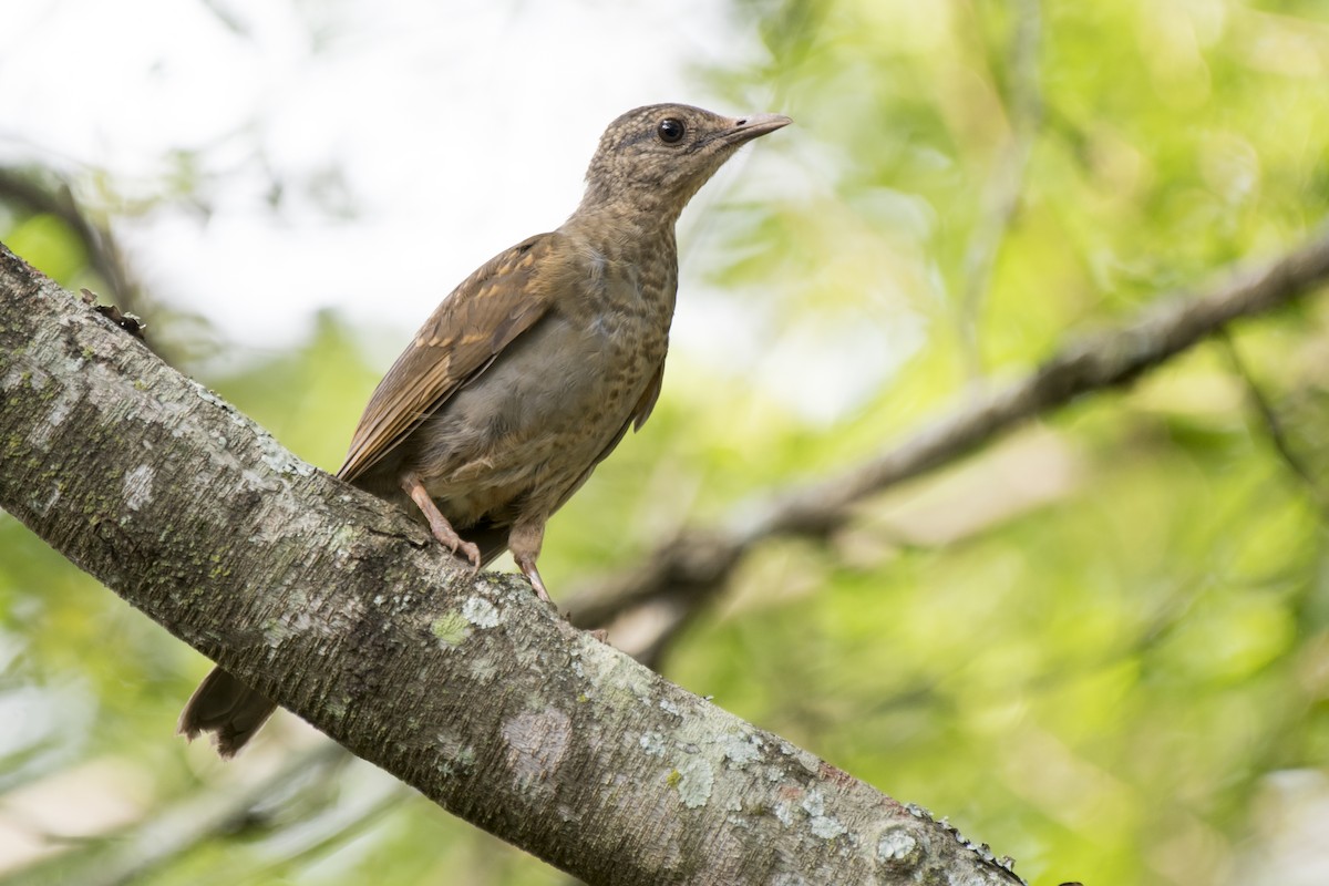 Pale-breasted Thrush - ML295234931