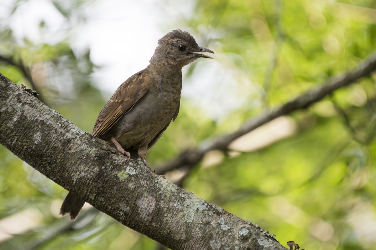 Pale-breasted Thrush - ML295235051