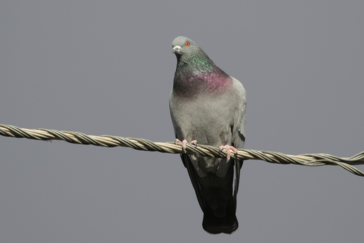 Rock Pigeon (Feral Pigeon) - ML295238911