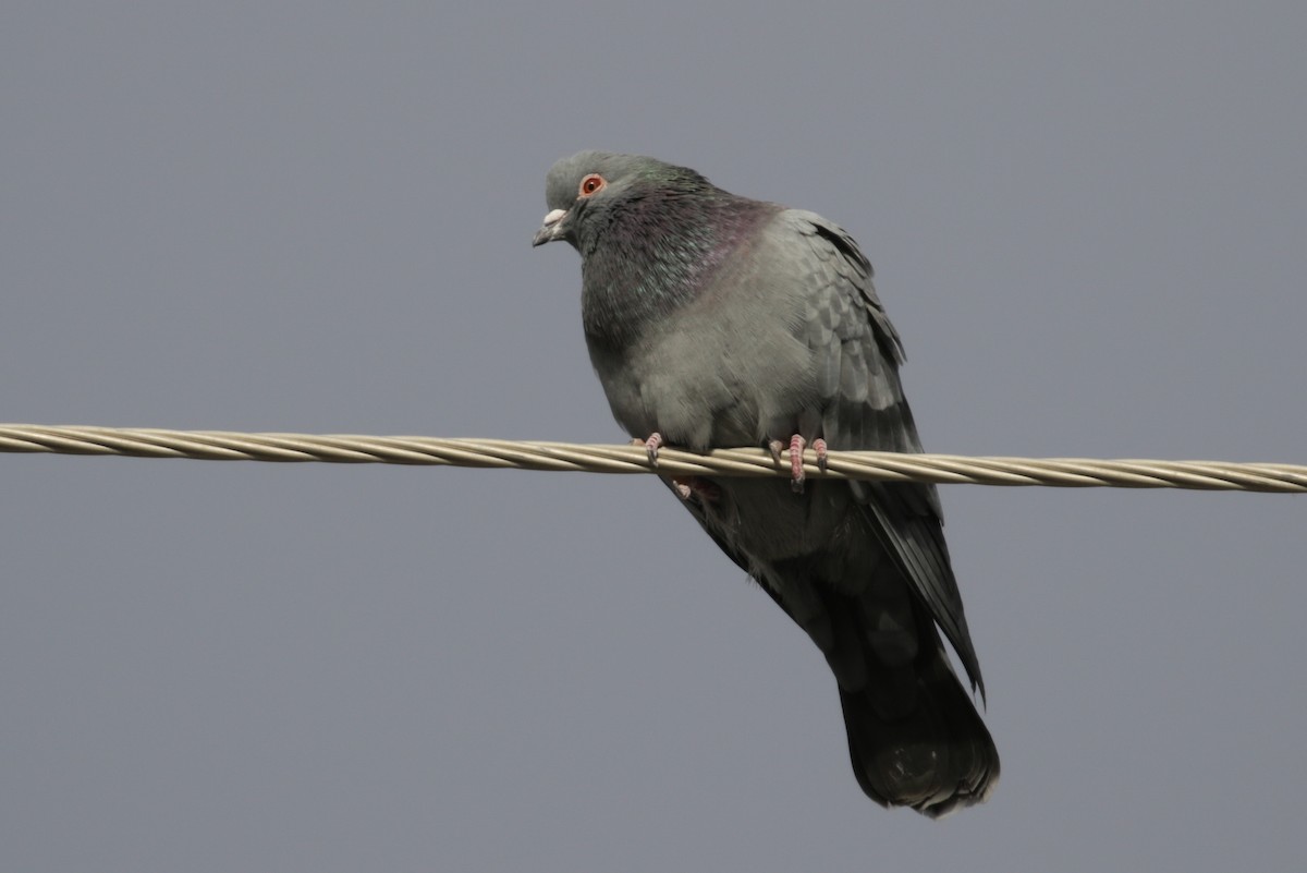 Rock Pigeon (Feral Pigeon) - ML295238951