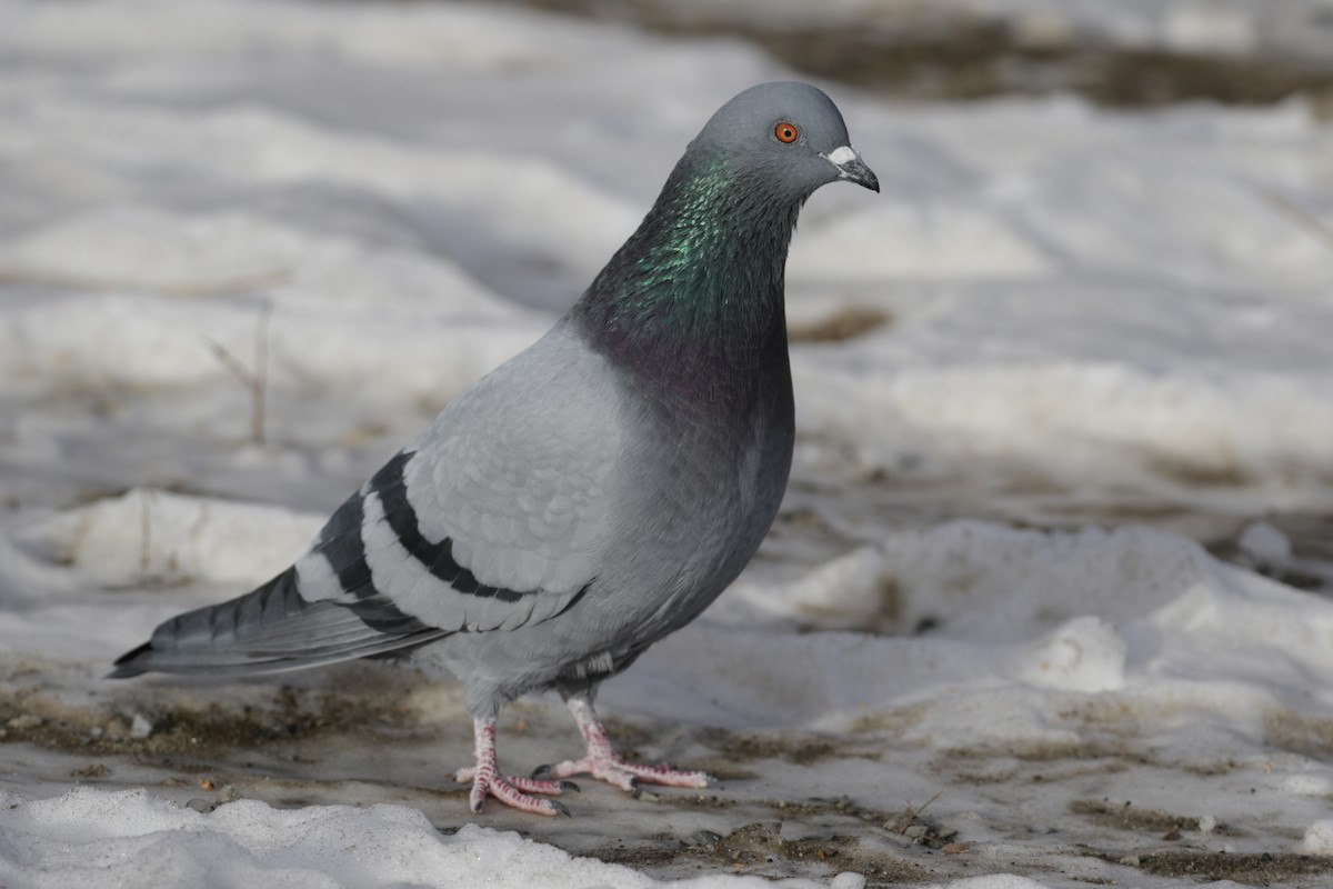 Rock Pigeon (Feral Pigeon) - ML295239071