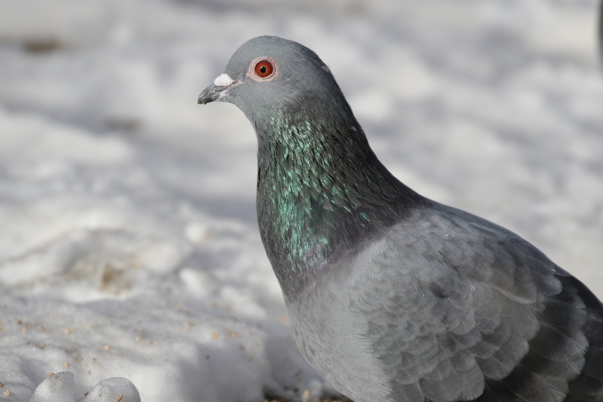 Rock Pigeon (Feral Pigeon) - ML295239091