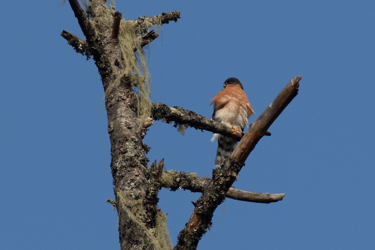 Eurasian Sparrowhawk - ML295241041