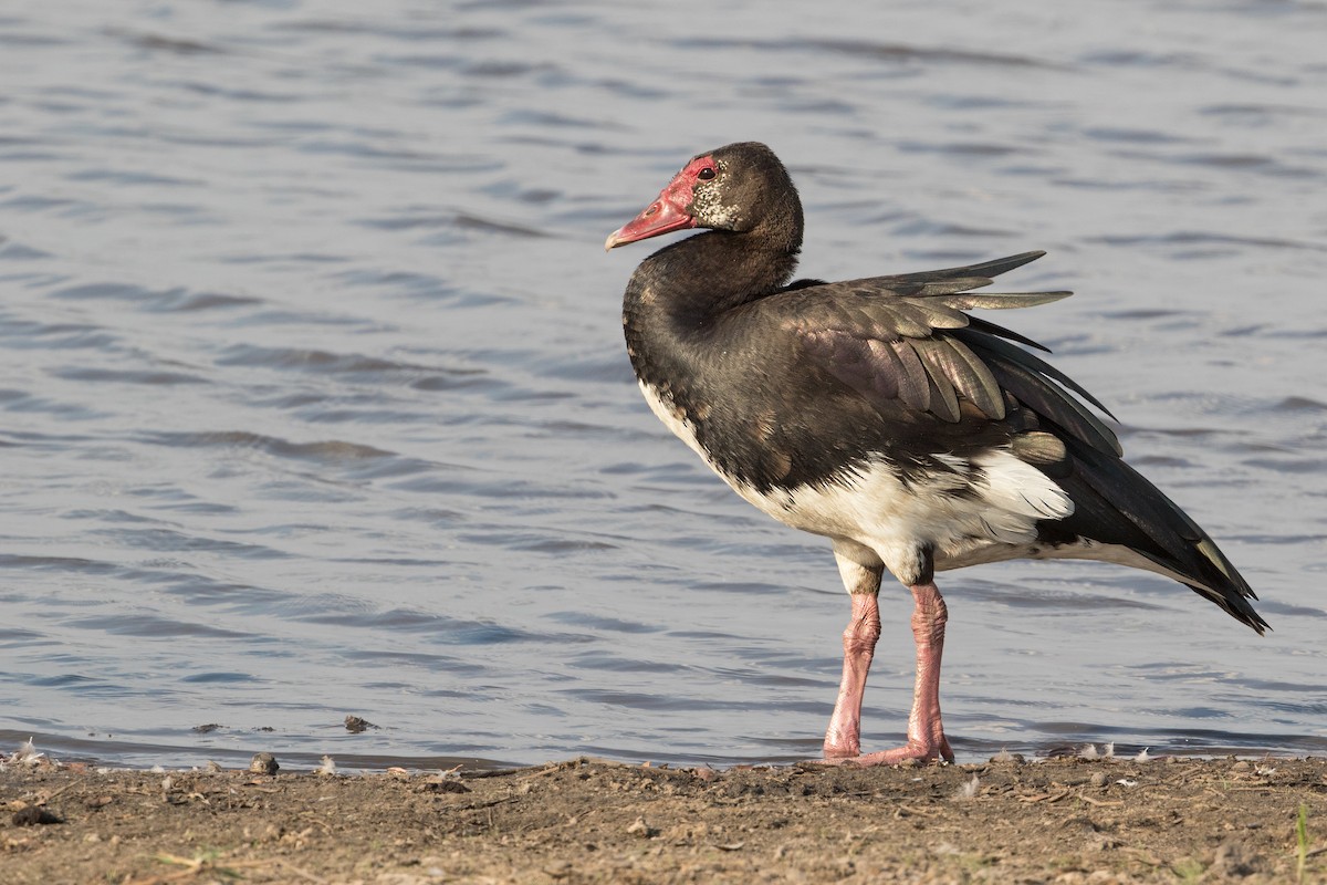 Spur-winged Goose - ML295241831