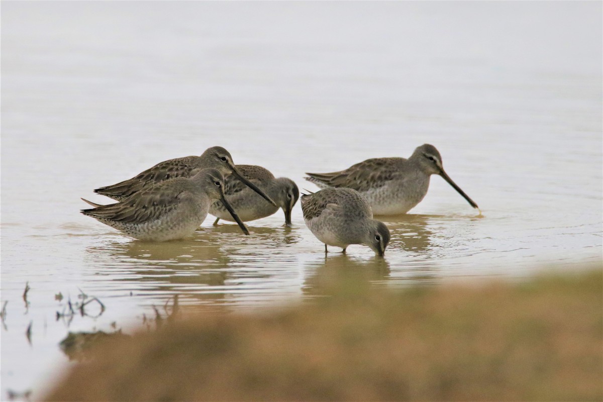 Long-billed Dowitcher - ML295244151