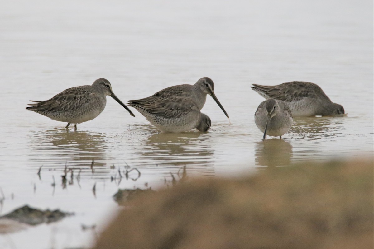 Long-billed Dowitcher - ML295244211