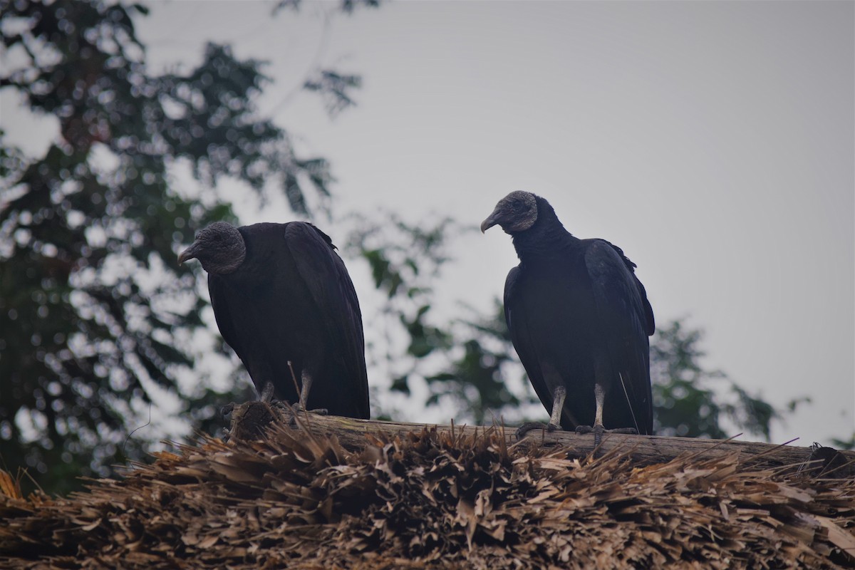 Black Vulture - Heather Barrett