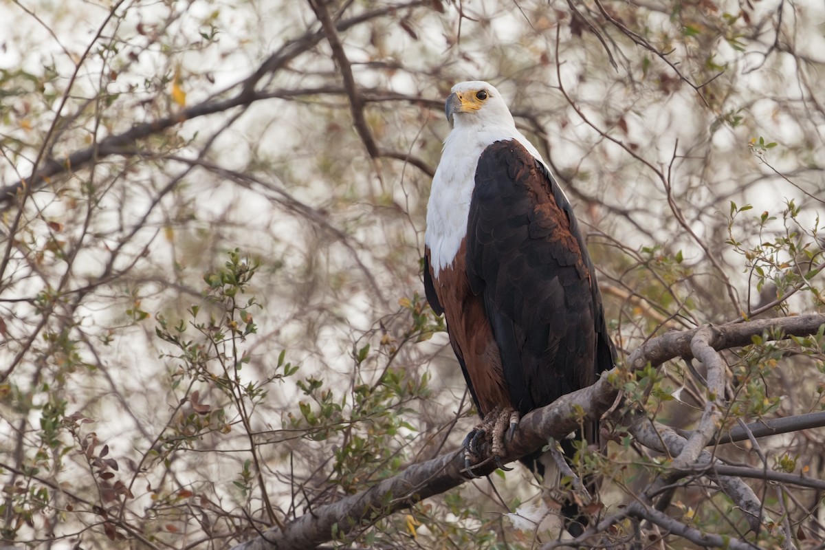 African Fish-Eagle - ML295250291