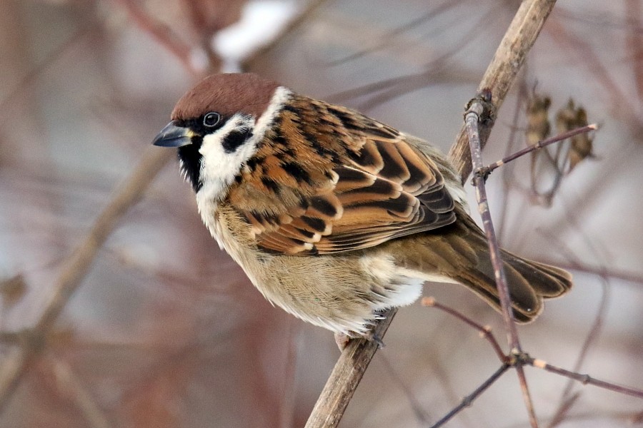 Eurasian Tree Sparrow - ML295252141