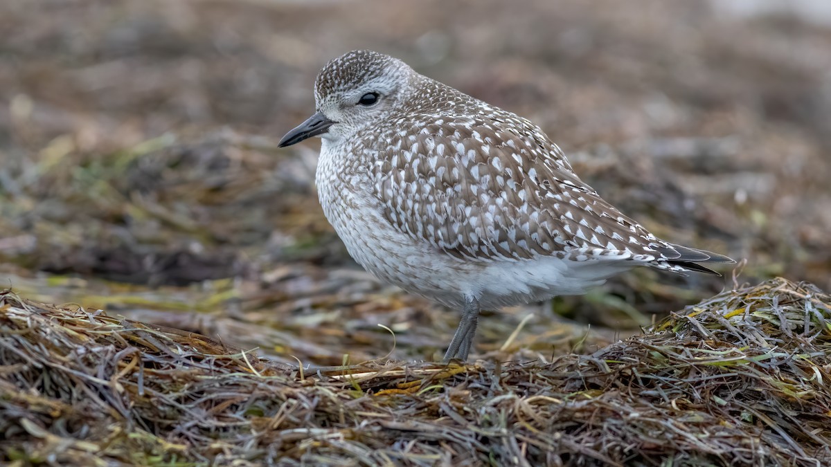 Black-bellied Plover - Foster Wang