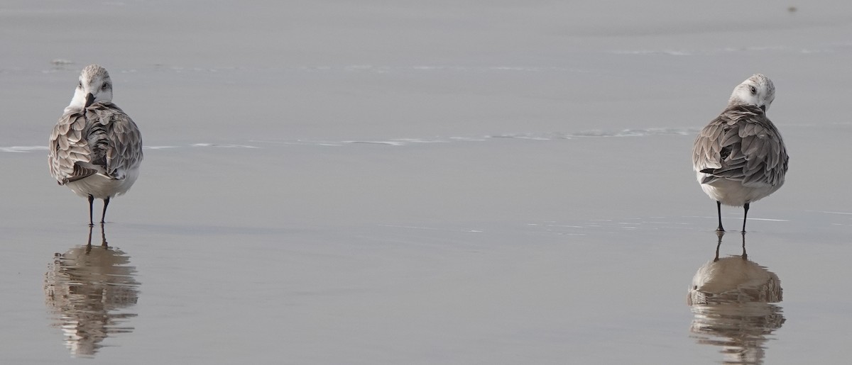 Bécasseau sanderling - ML295263361