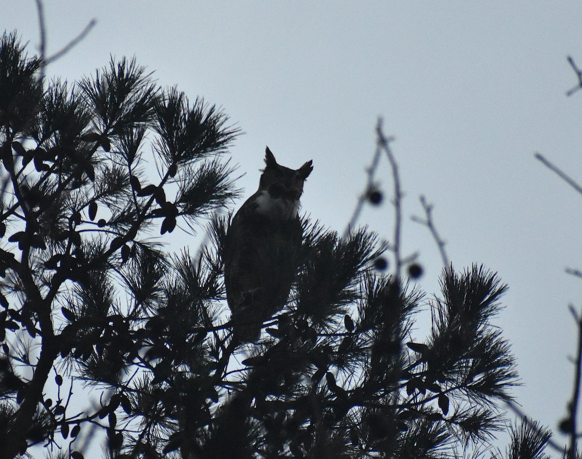 Great Horned Owl - ML295266451