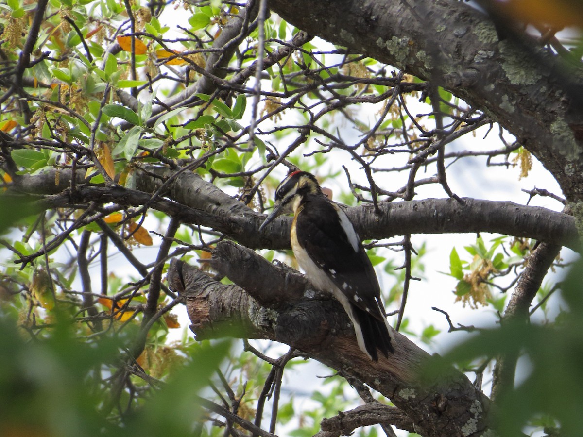 Hairy Woodpecker (Rocky Mts.) - ML29526911