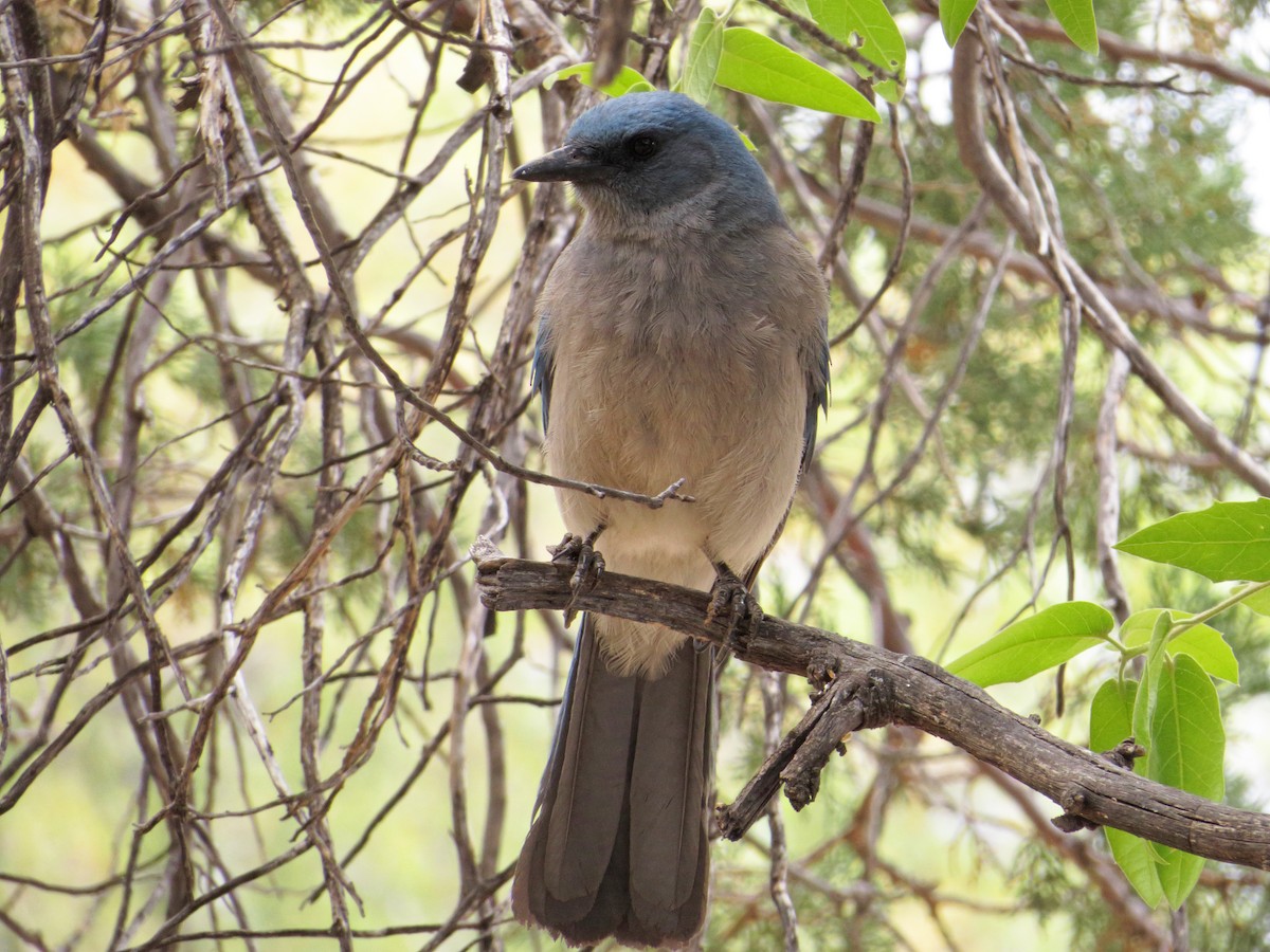 Mexican Jay - ML29526991