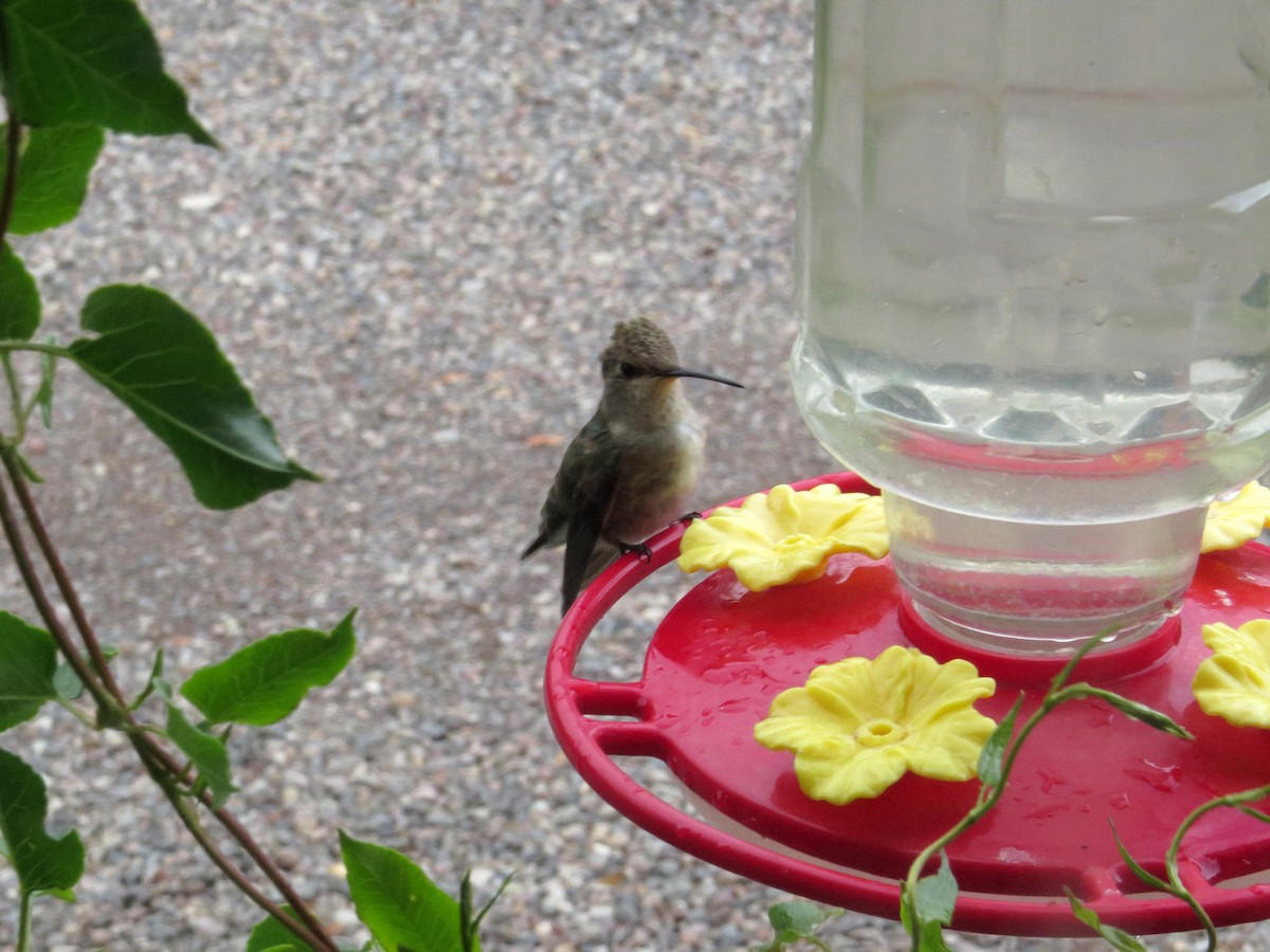 Black-chinned Hummingbird - Scott Ramos
