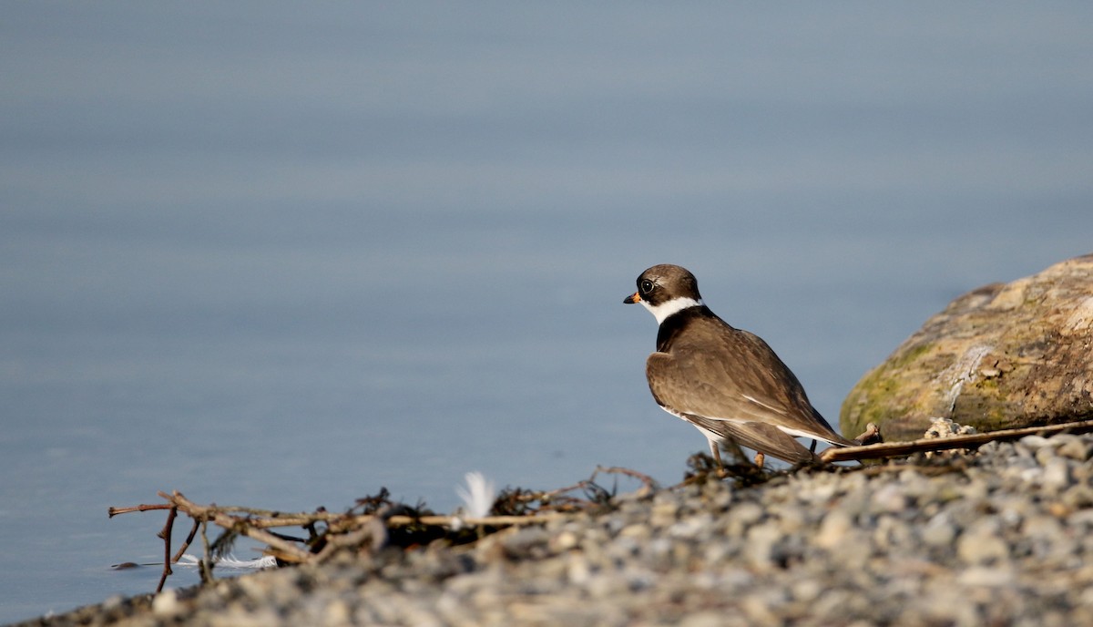 Semipalmated Plover - ML29527831