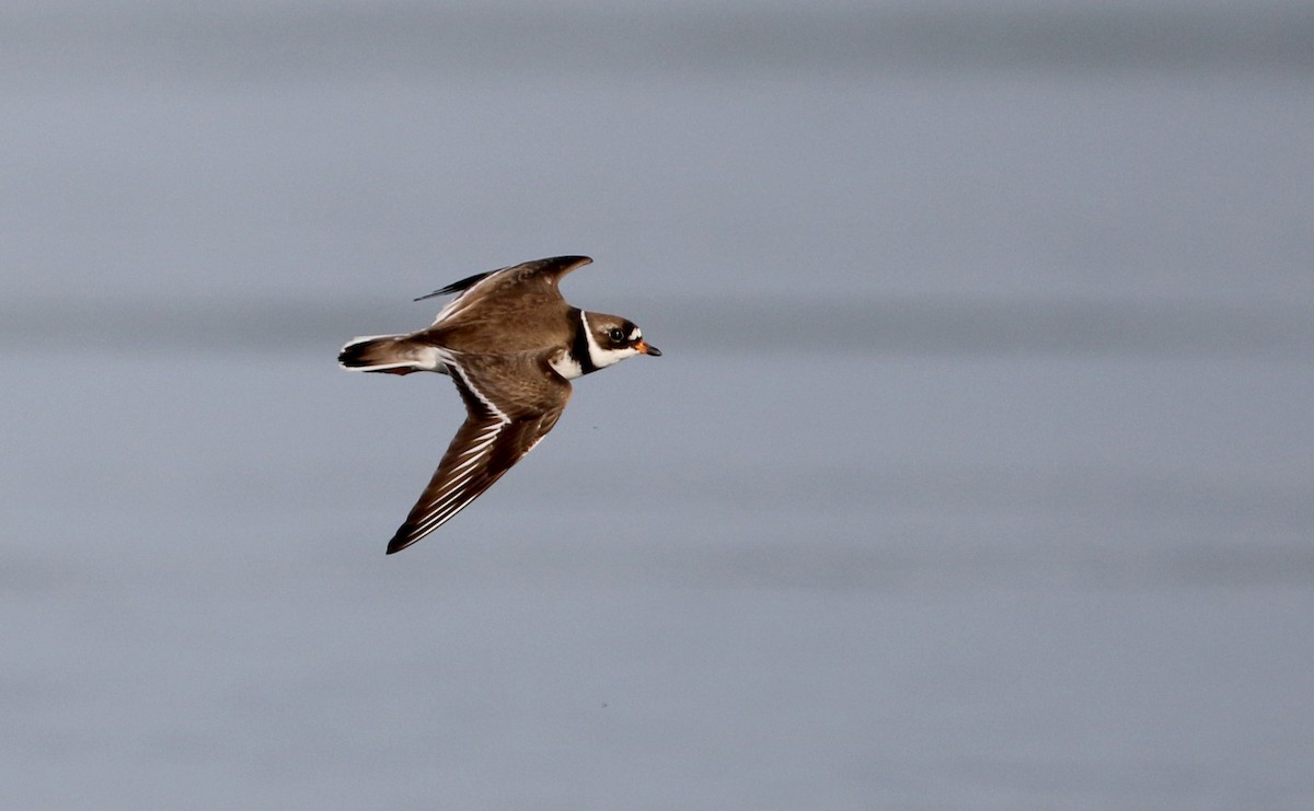 Semipalmated Plover - ML29527841