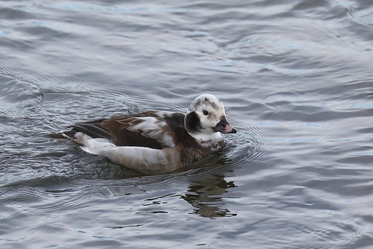 Long-tailed Duck - ML295278411