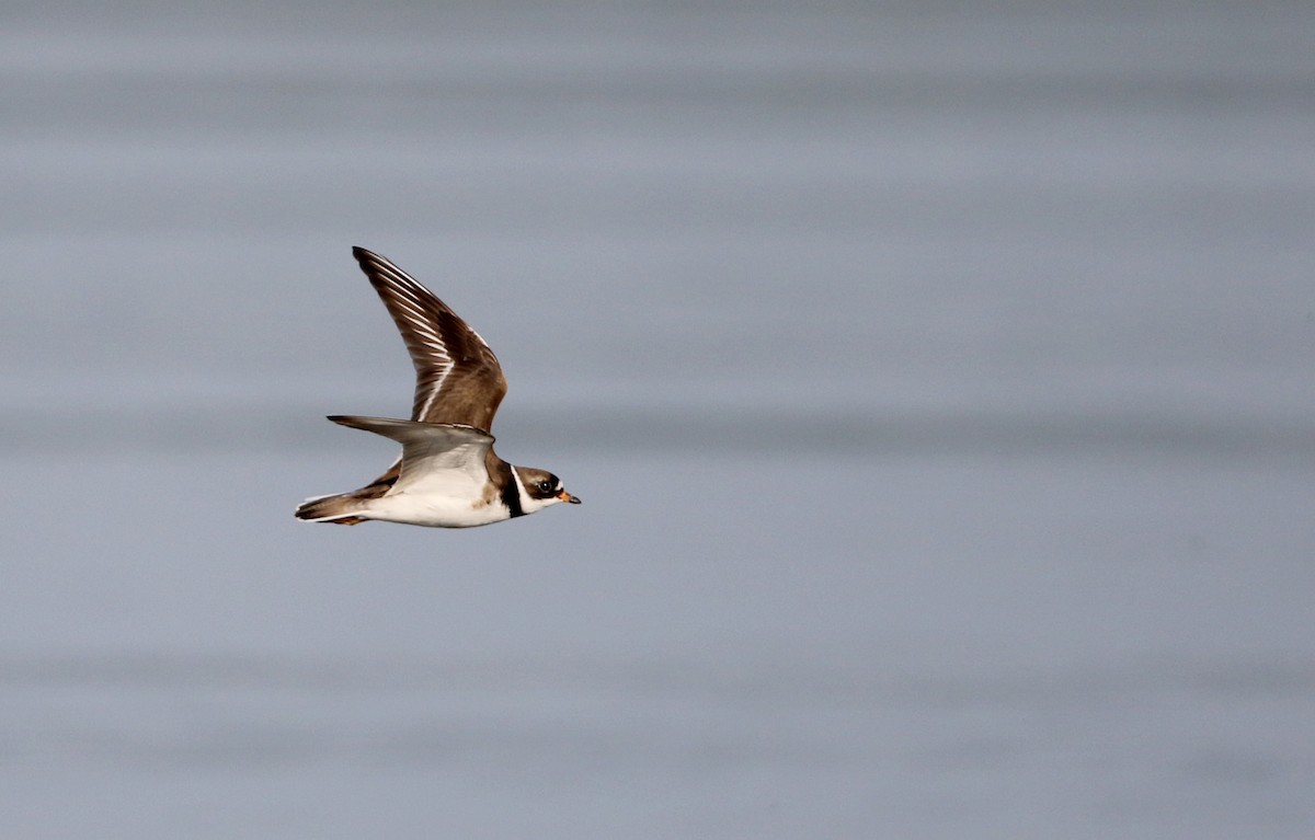 Semipalmated Plover - ML29527851