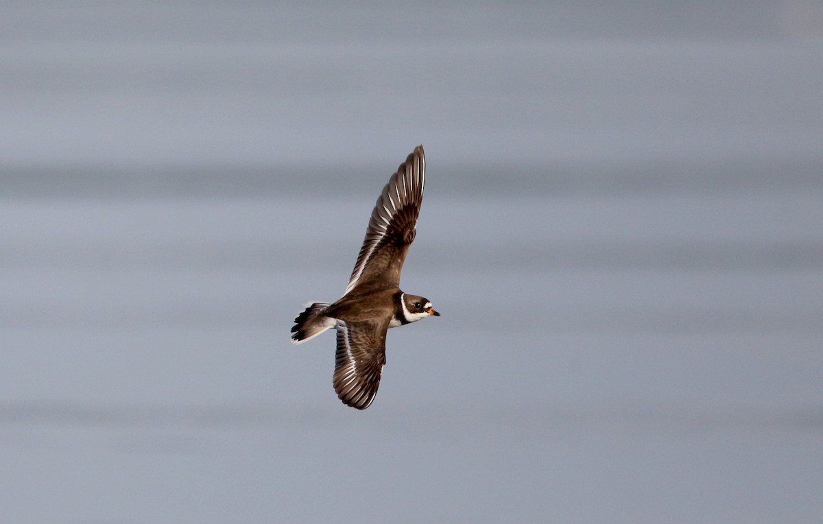 Semipalmated Plover - ML29527861