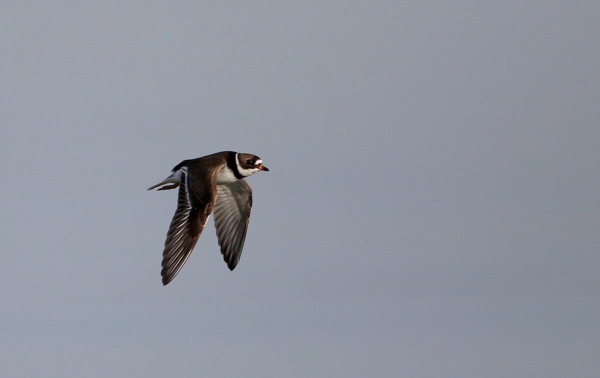 Semipalmated Plover - ML29527871