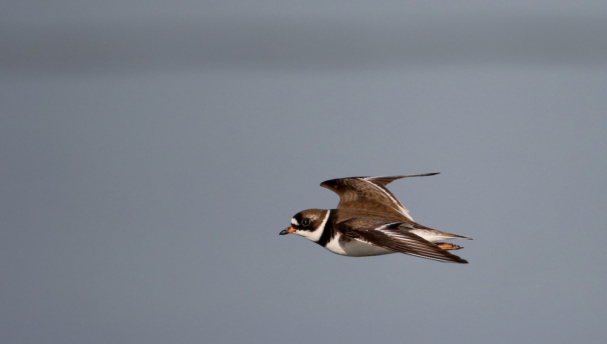 Semipalmated Plover - ML29527881