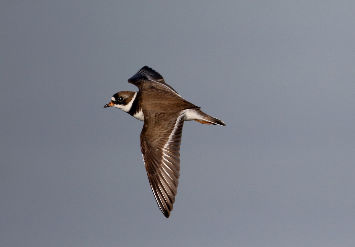 Semipalmated Plover - ML29527911