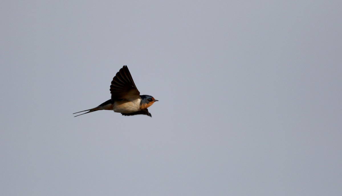 Barn Swallow (American) - ML29527941