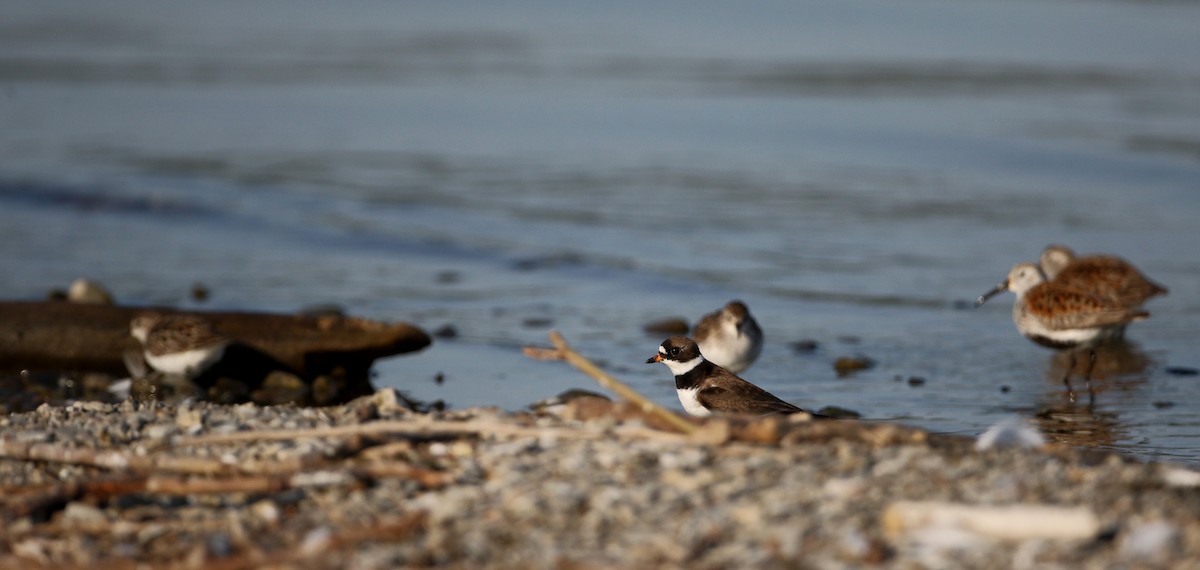 Semipalmated Plover - ML29527981