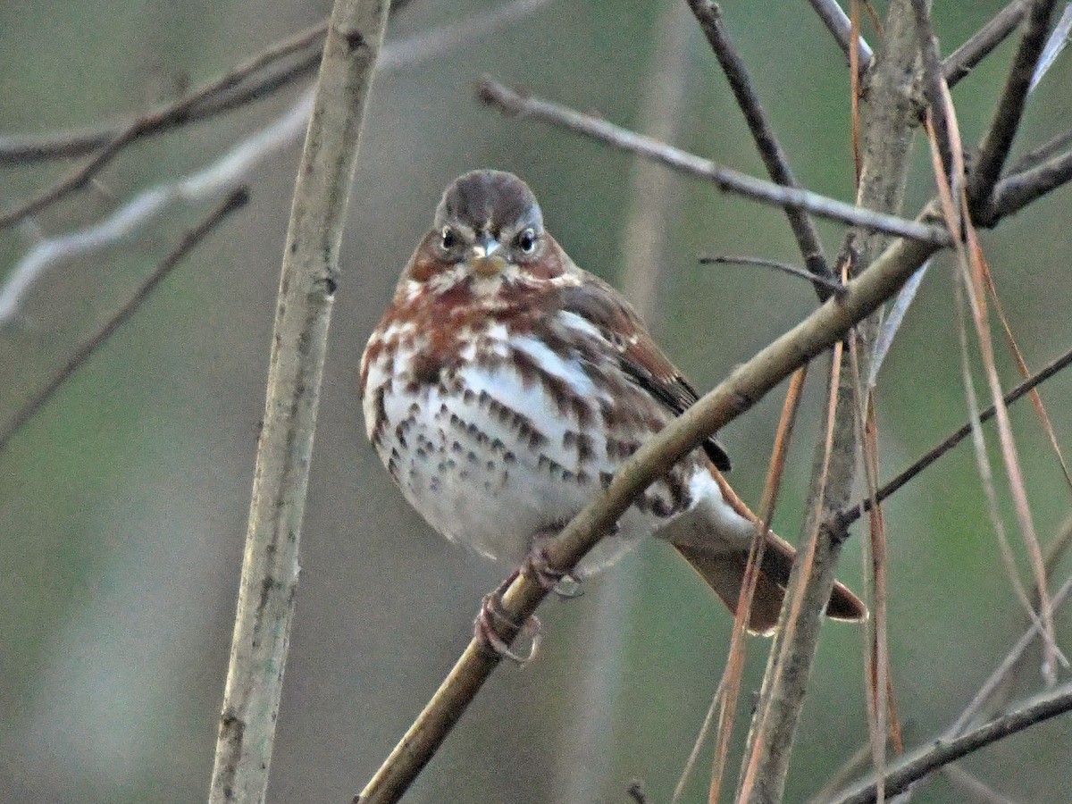 ML295280811 - Fox Sparrow - Macaulay Library