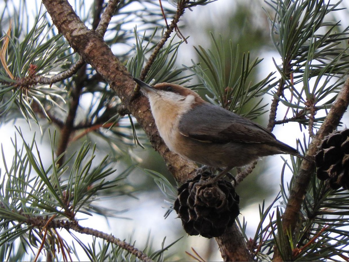 Brown-headed Nuthatch - ML295289241