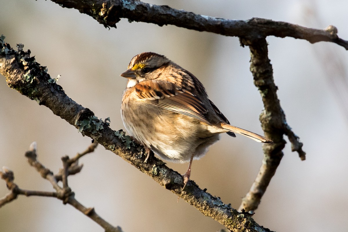 White-throated Sparrow - Les Peterson