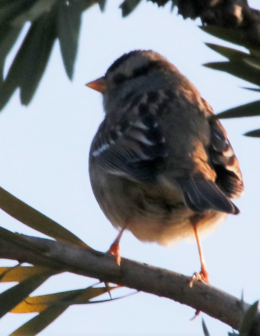 White-crowned Sparrow - ML295300881